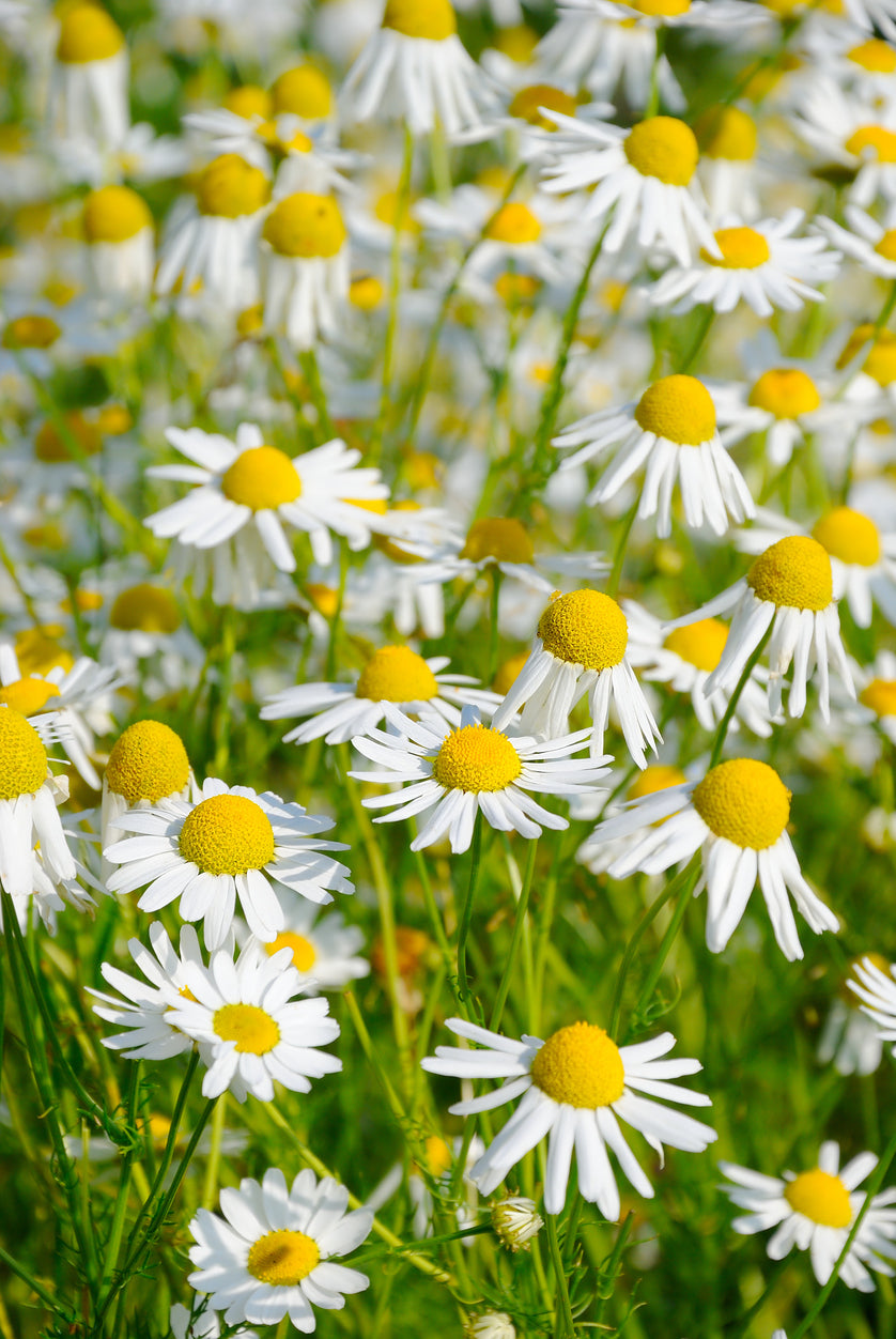 Chamomile