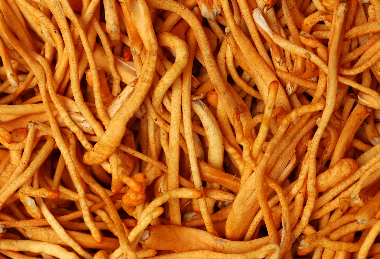 Cordyceps
