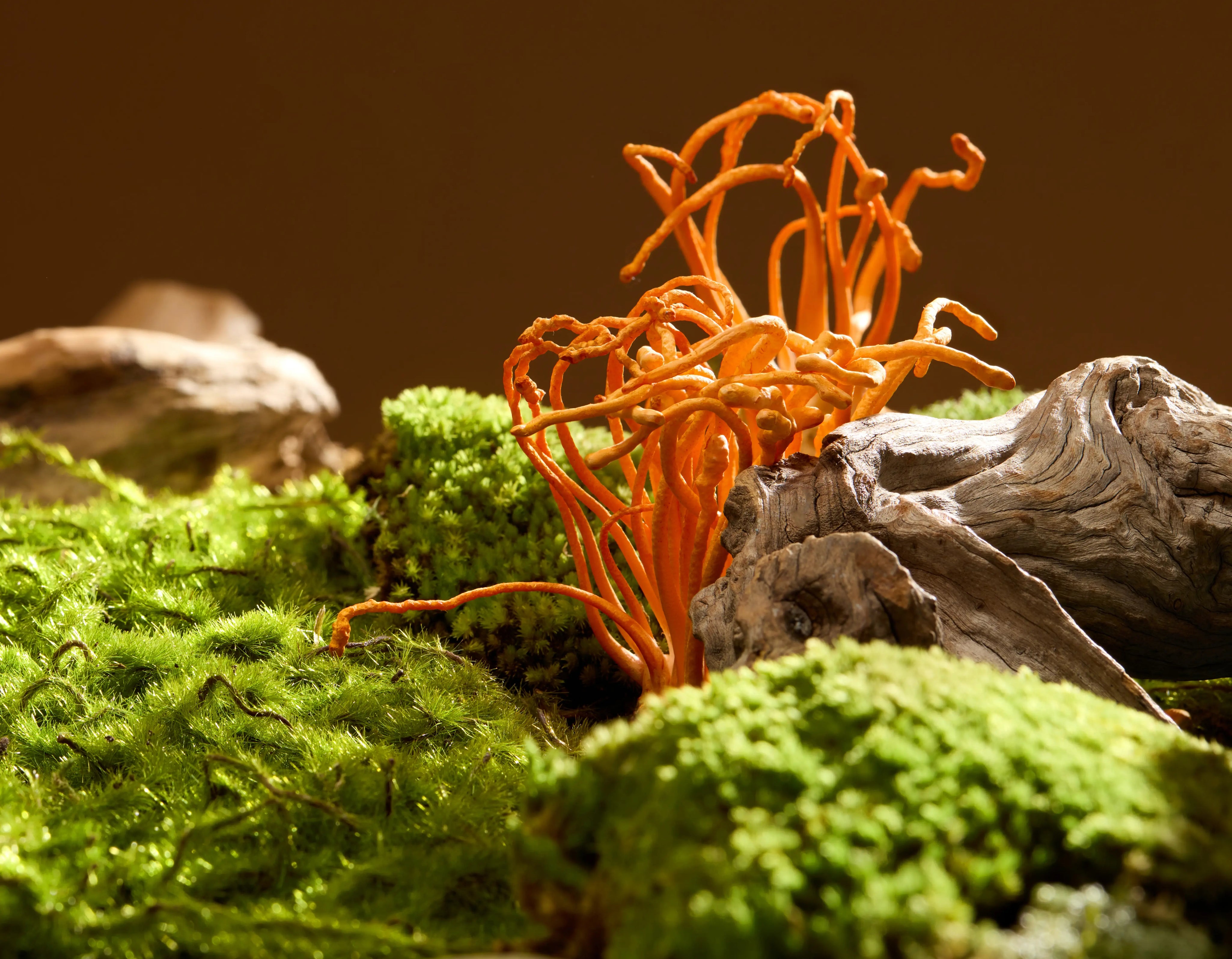 Cordyceps.webp