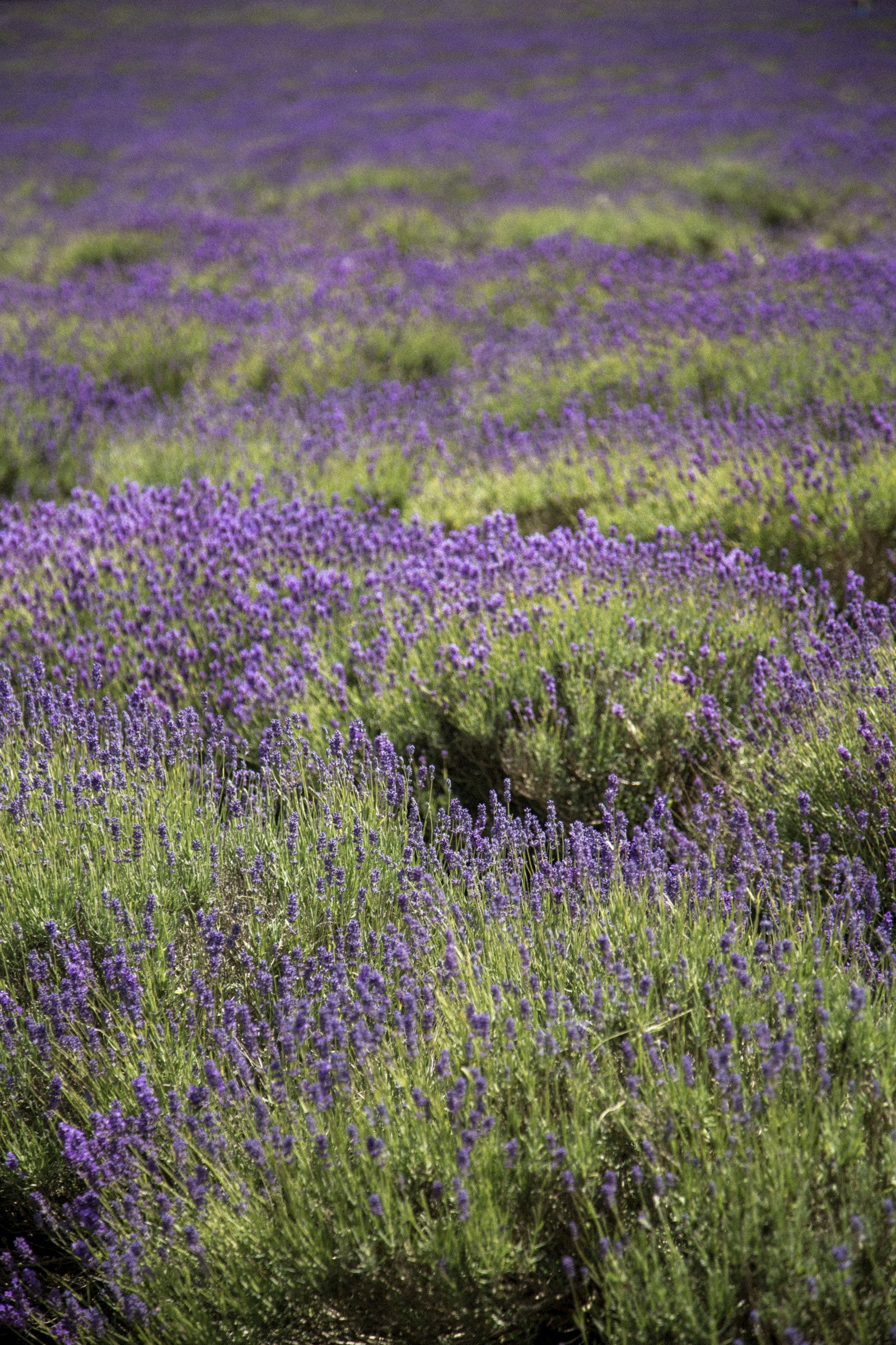 Lavender | Language Skincare
