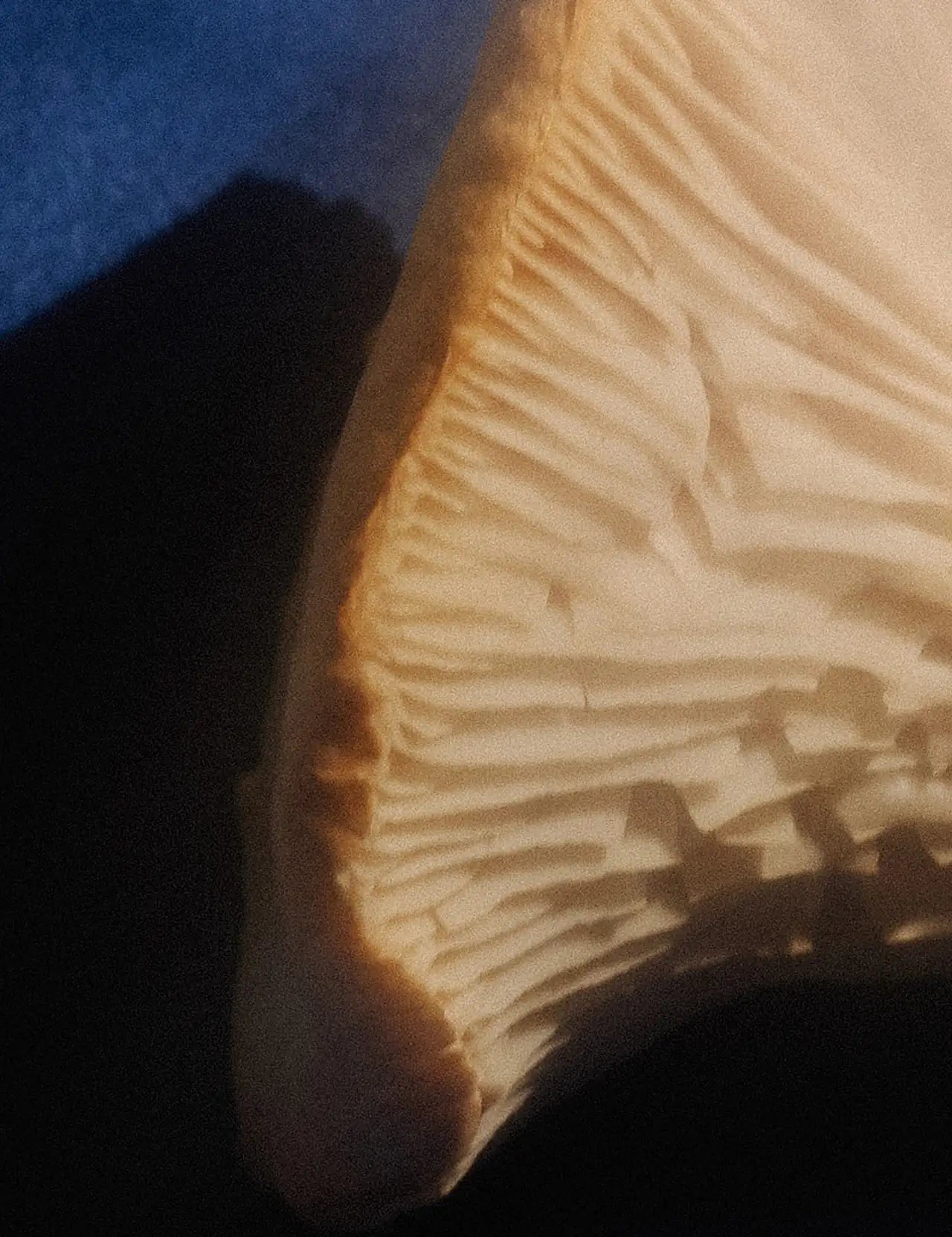 Fan_Mushroom.webp