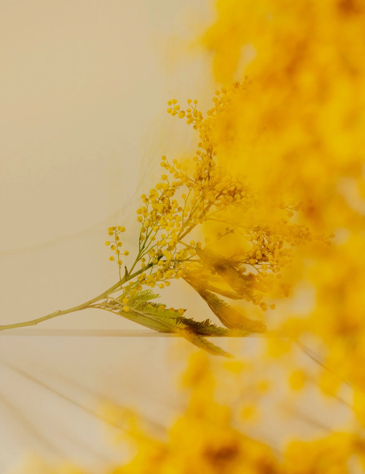 Golden.webp