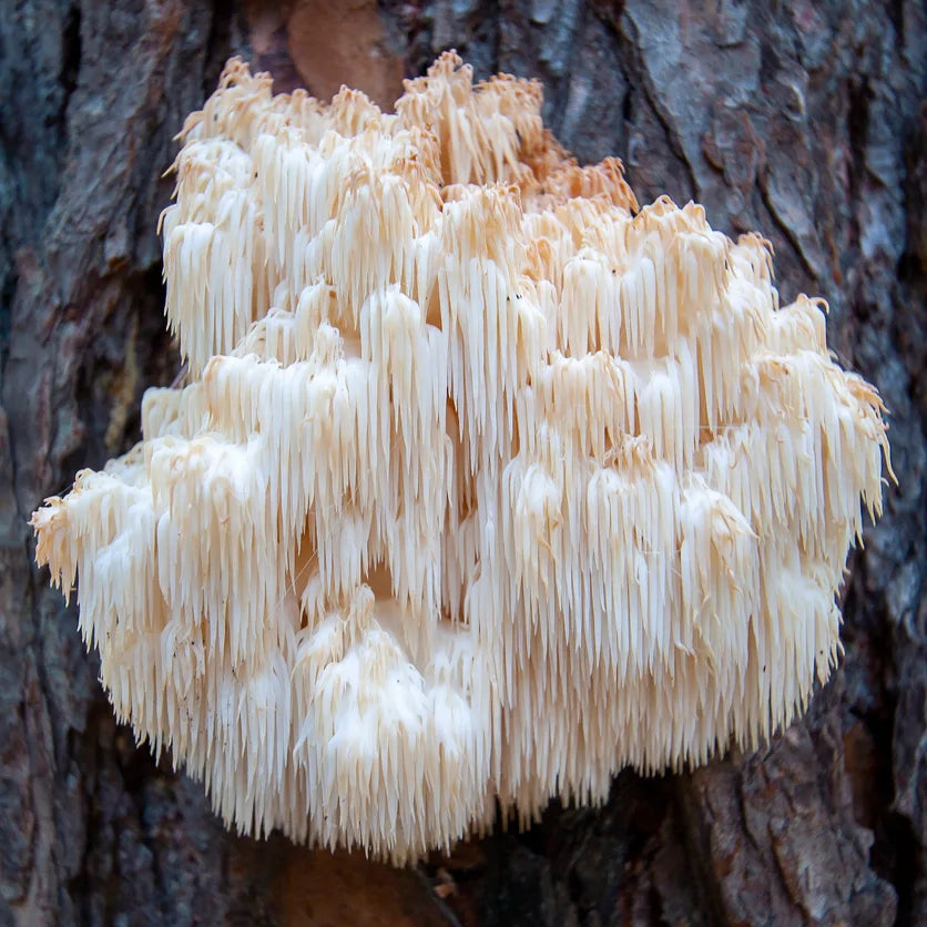 Lions Mane