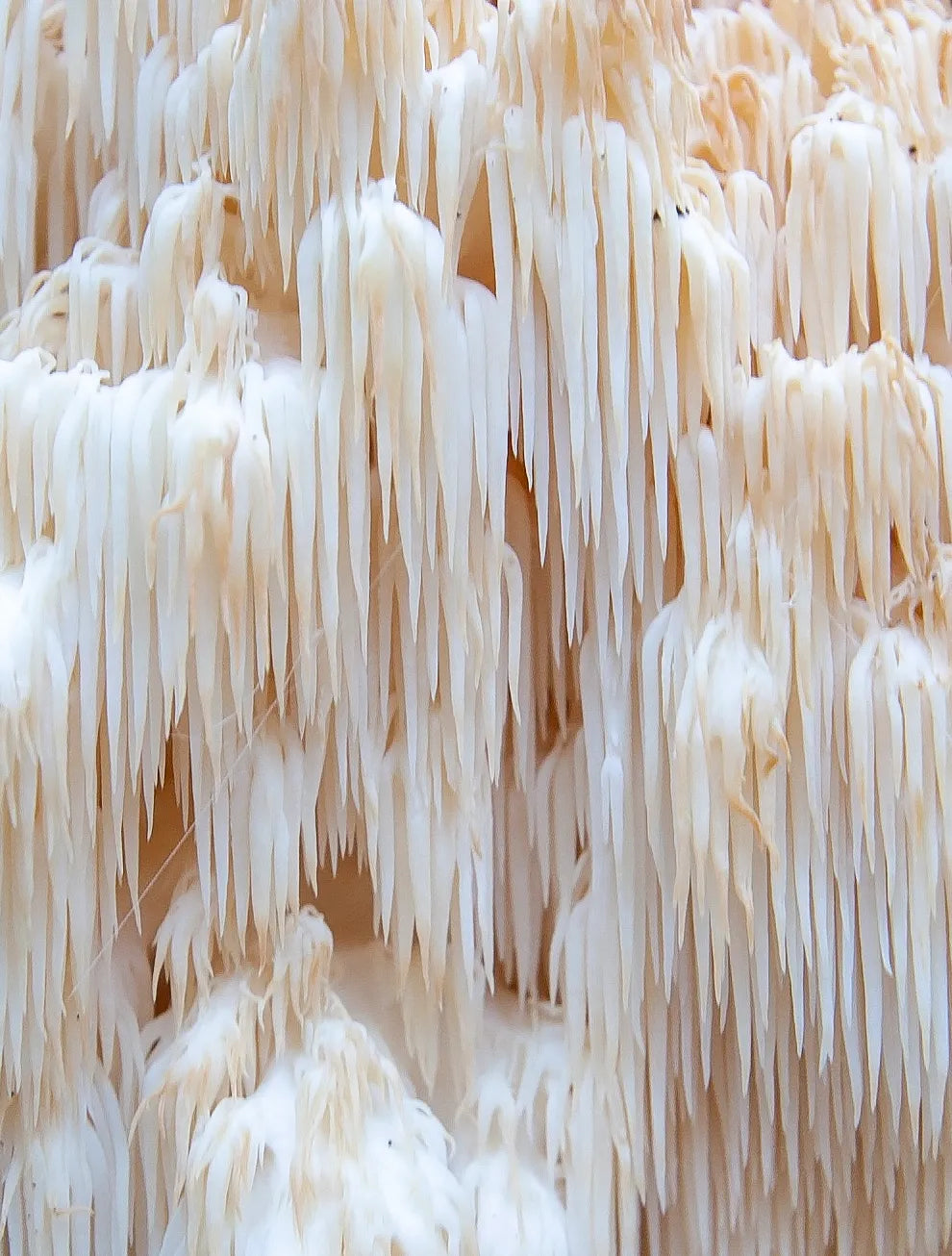Lions Mane Texture