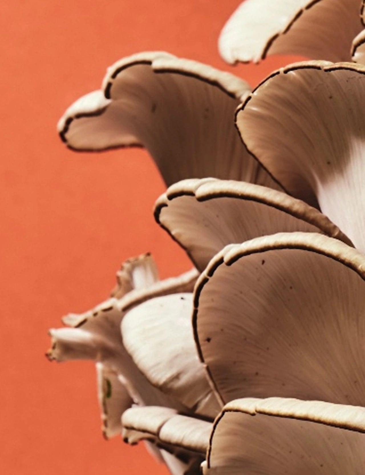 Reishi.webp