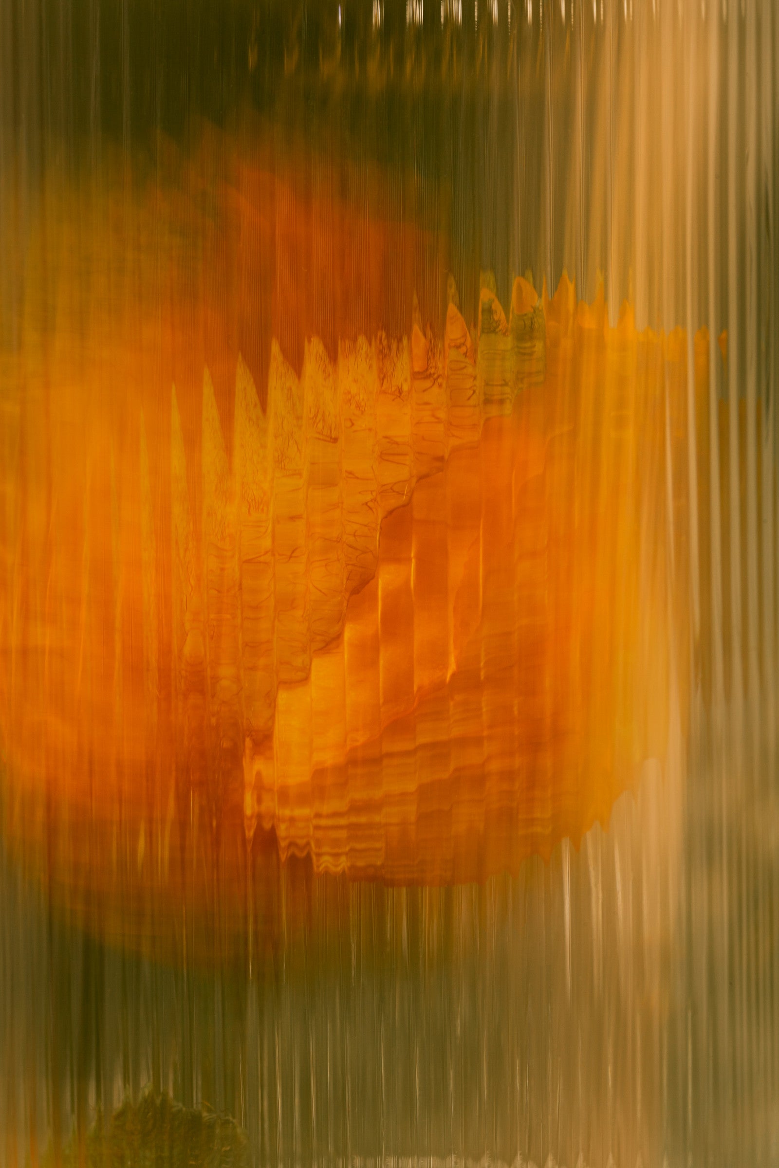 Rose.jpg