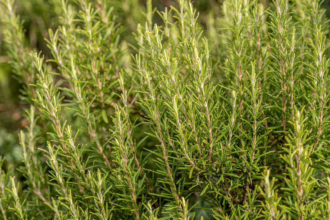 Rosemary