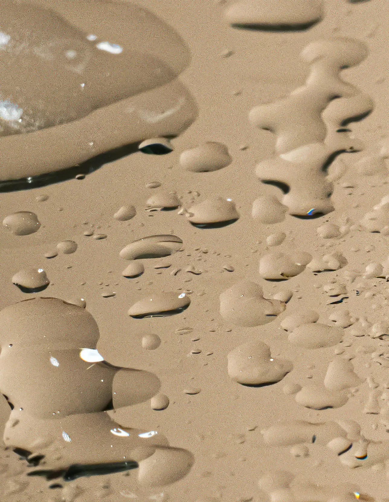 Shiitake & Rosemary Hydrosol