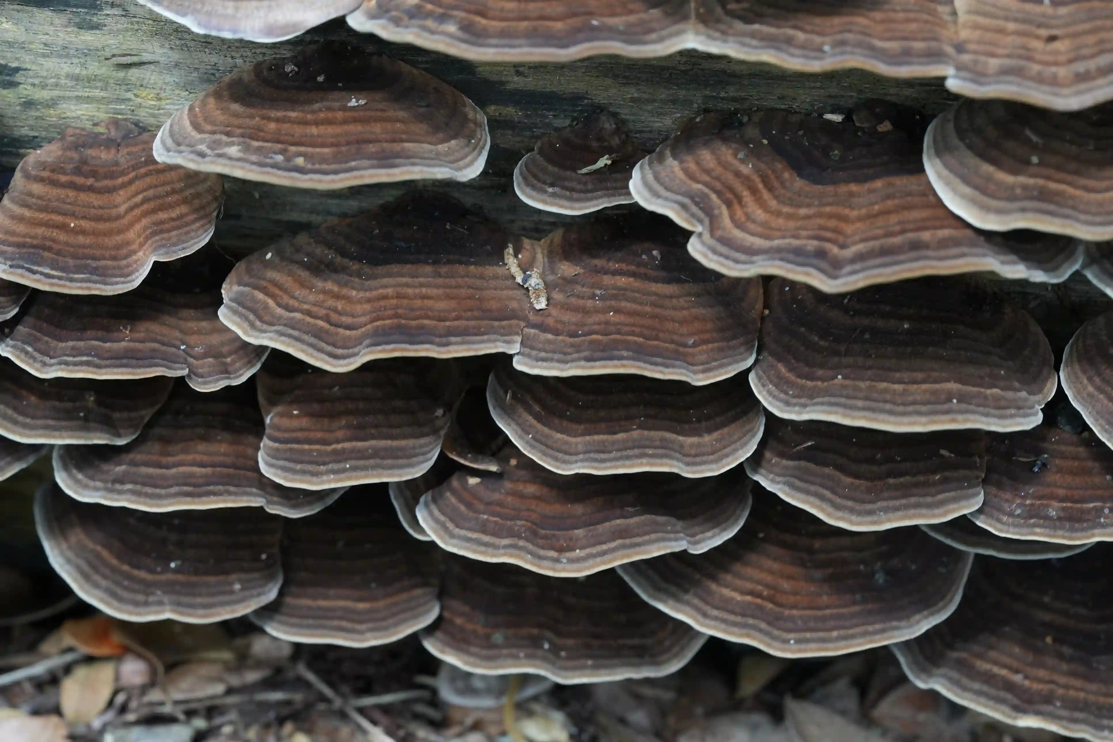 Turkey Tail Mushroom