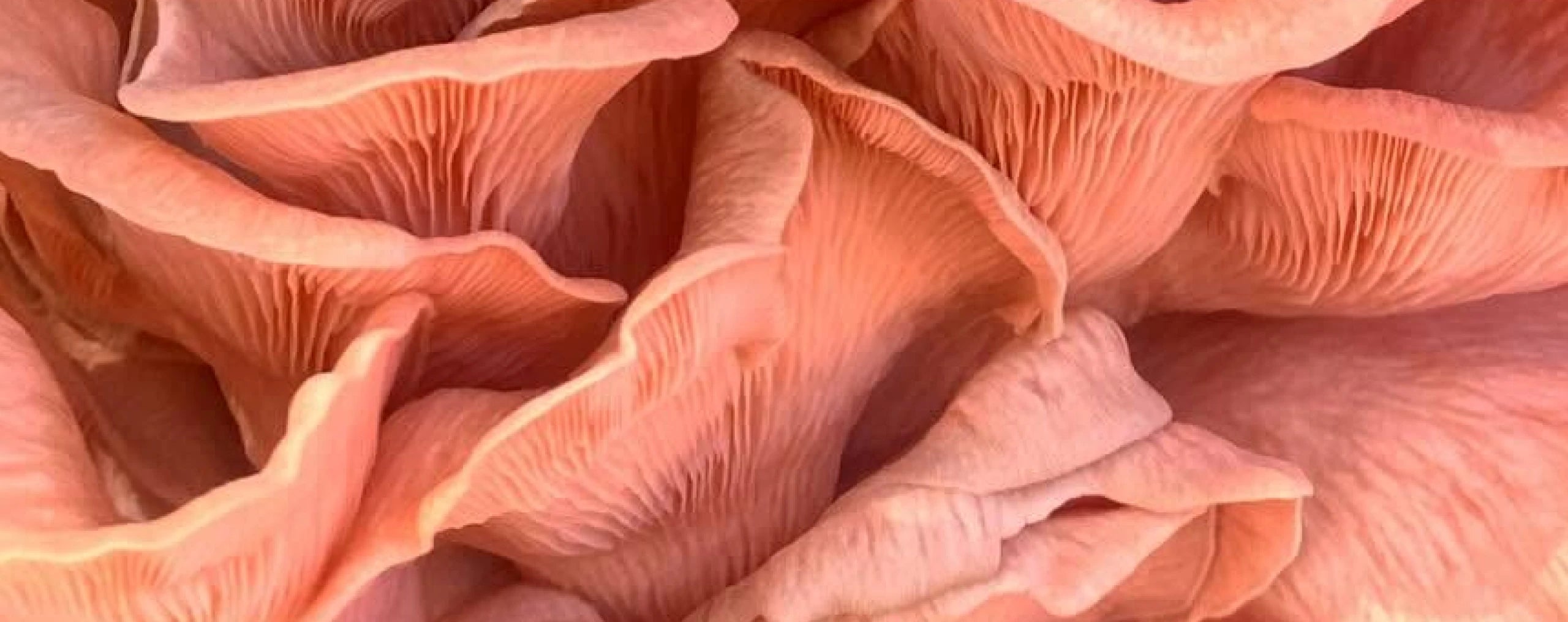 Language About page banner: close-up of pink oyster mushroom gills