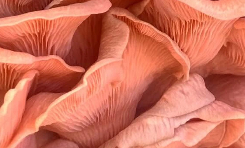 Language About page banner: close-up of pink oyster mushroom gills