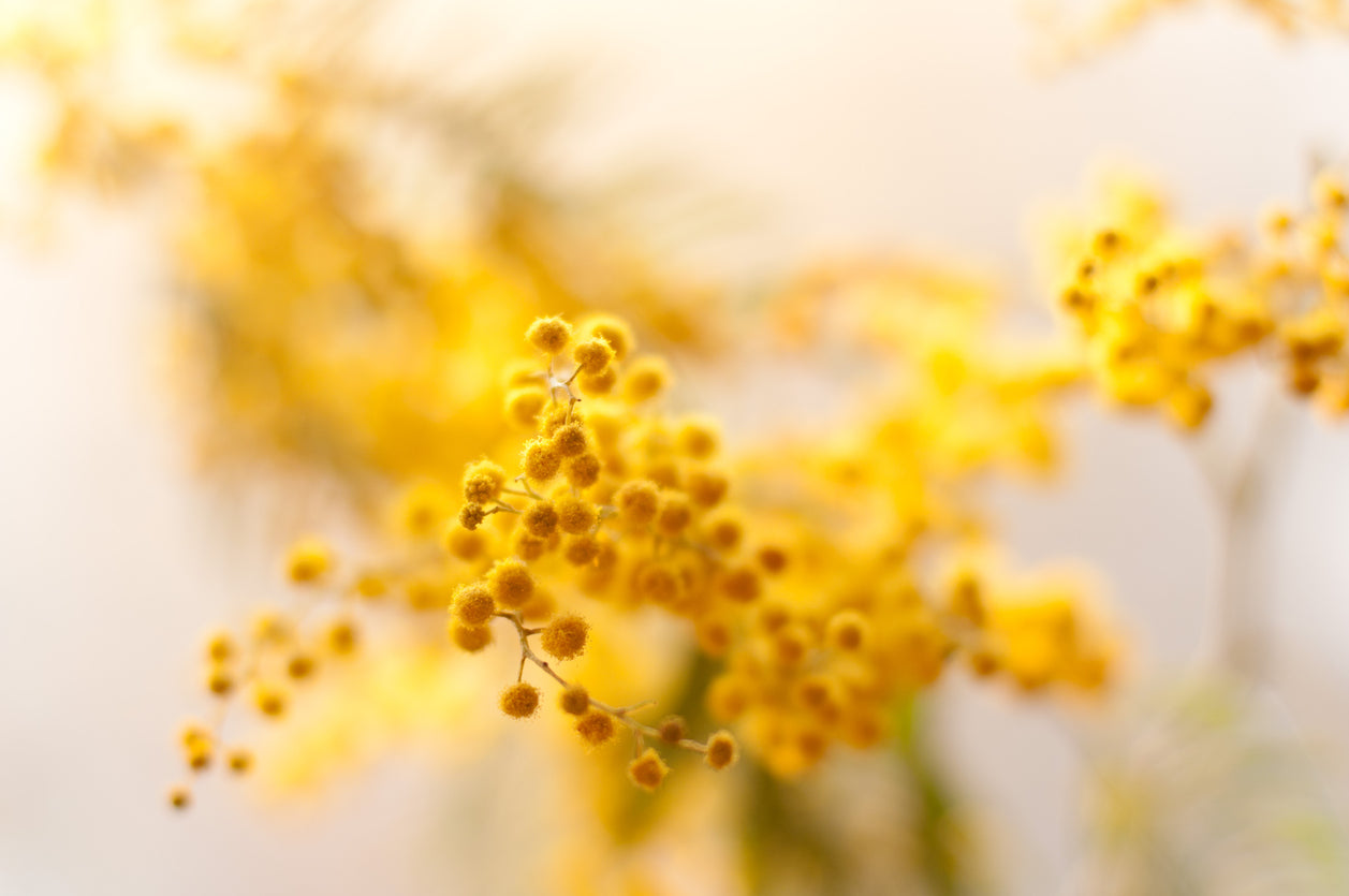 Mimosa Plant