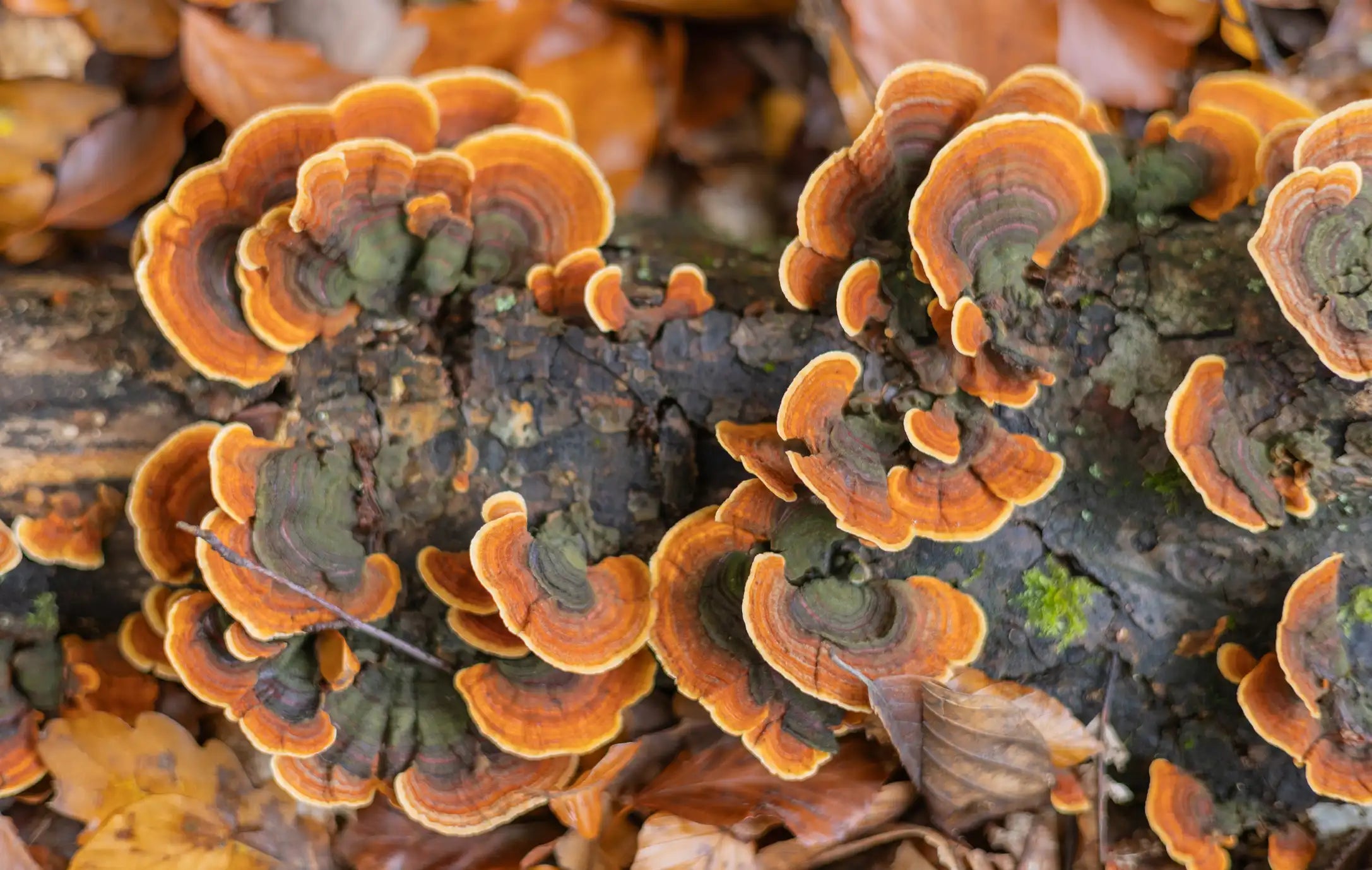 Turkey Tail Mushroom