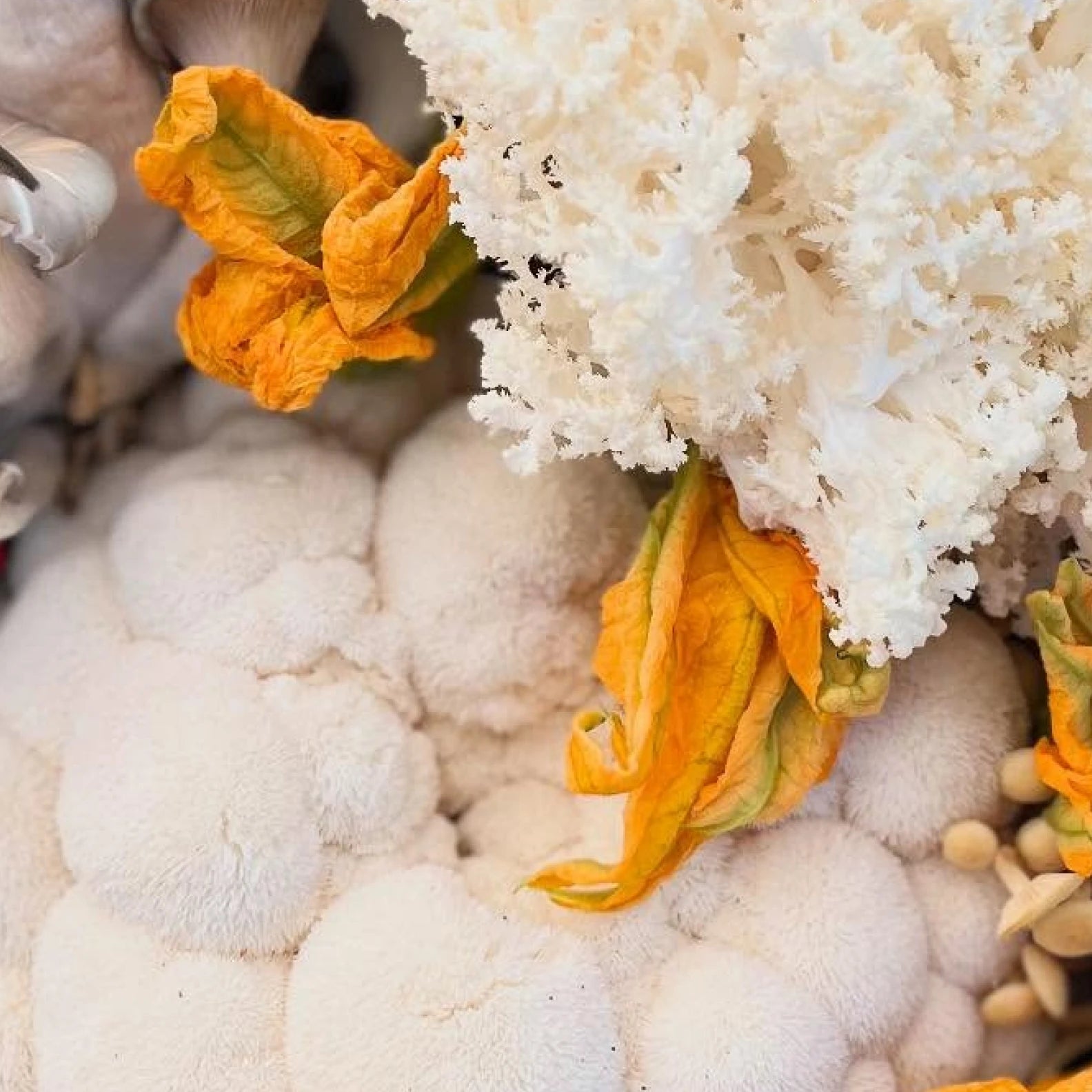 Close-up of lion's mane mushrooms growing alongside dried orange flowers