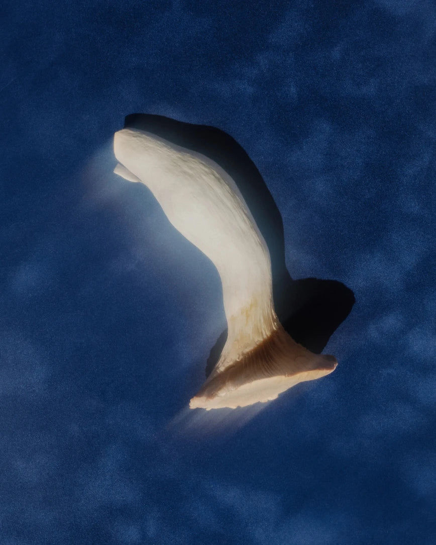 Language brand lifestyle image:  mushroom on top of a blue background with a shadow