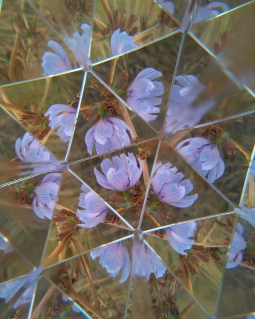 Language brand lifestyle image:  image of a light purple flower through a triangular kaleidoscope lens